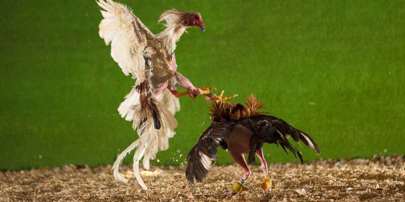 Yếu tố then chốt tạo nên cách thả gà đá chuẩn