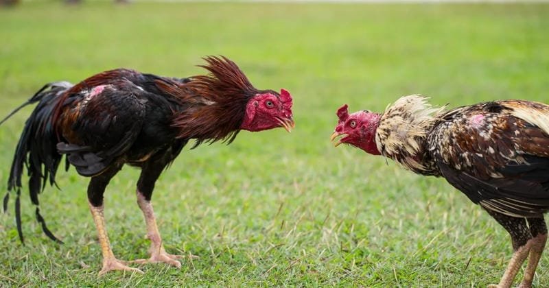 Đánh giá gà chiến trước khi đặt tiền