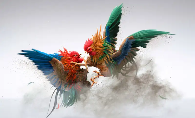 Trận gà sinh tử sắp bắt đầu đặt cược ngay