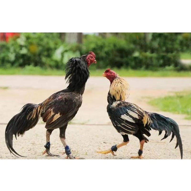 Các dấu hiệu loại trừ – tránh chọn nhầm gà yếu