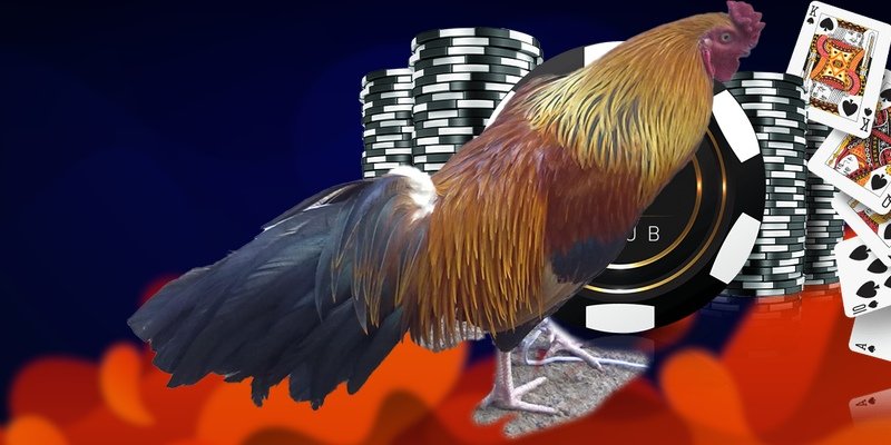 Đá gà trực tiếp Thomo online vận hành thế nào