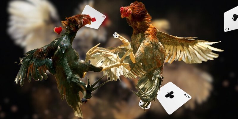 Các lựa chọn dự đoán trong Đá gà trực tiếp Thomo