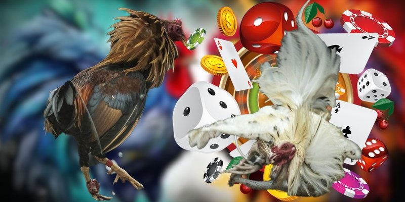 Các hình thức thi đấu hấp dẫn nhất trong Đá gà trực tiếp Thomo