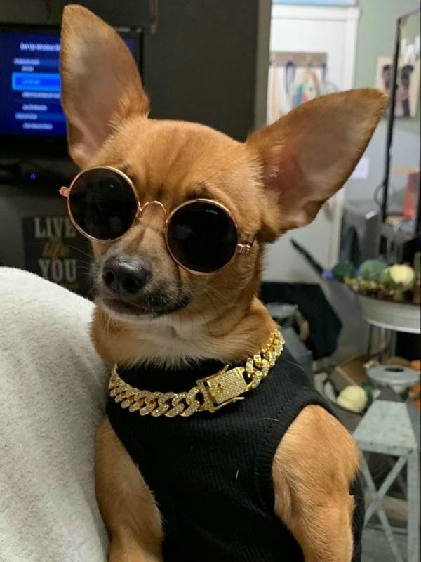 Ảnh chó phong cách meme bựa vui