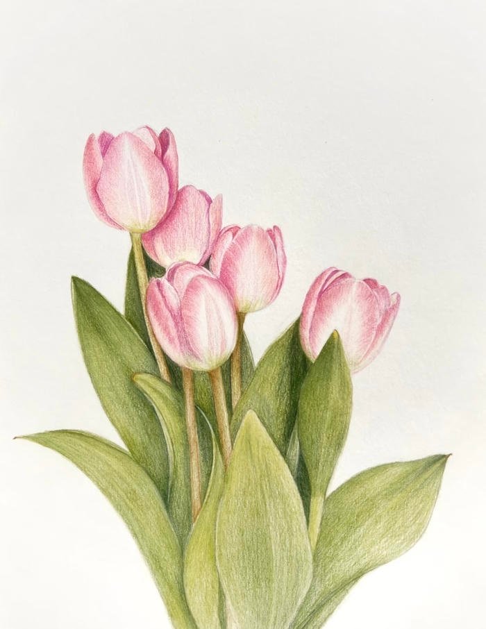 Ảnh tranh vẽ hoa tulip mang dấu ấn sáng tạo cá nhân