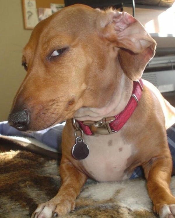 Biểu cảm bựa của chó thành meme