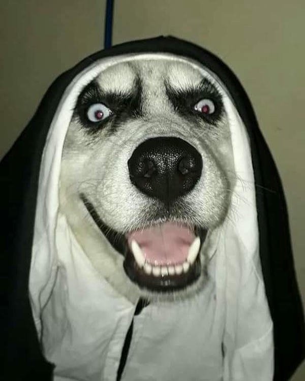 Biểu cảm chó cực bựa thành meme