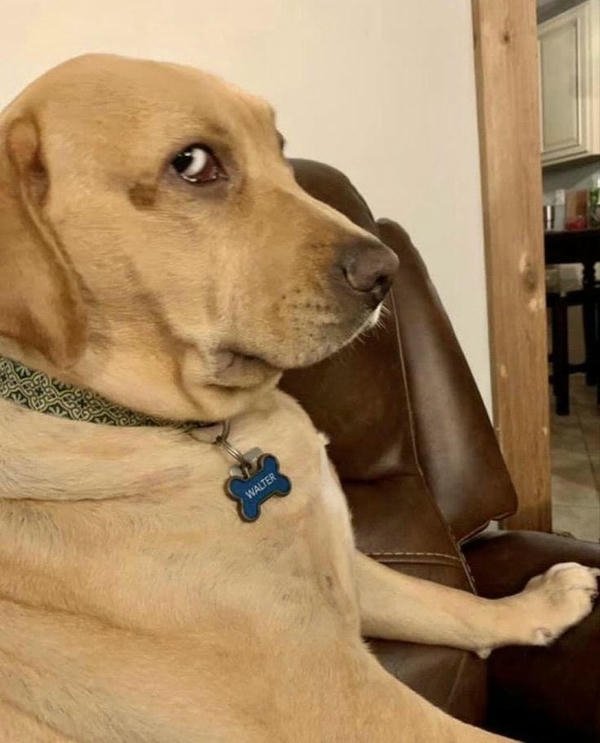 Biểu hiện sợ hãi qua phong cách ảnh meme vui