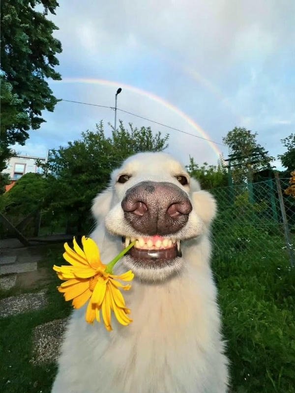 Chó bựa meme biểu cảm cực buồn cười