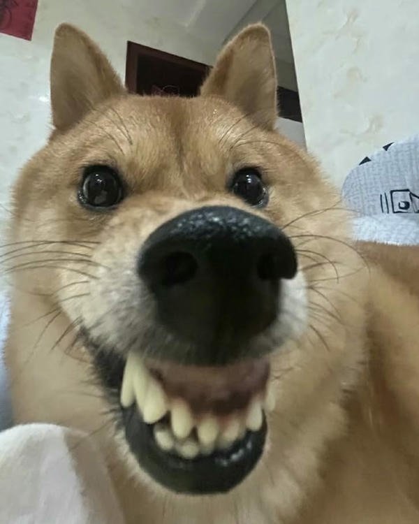 Chú chó bựa xuất hiện trong meme