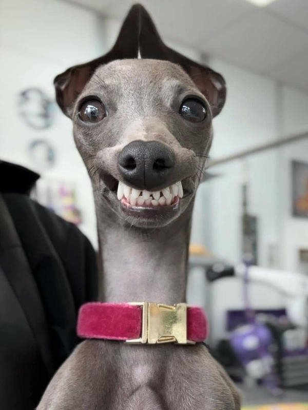 Hình ảnh chó bựa phiên bản meme