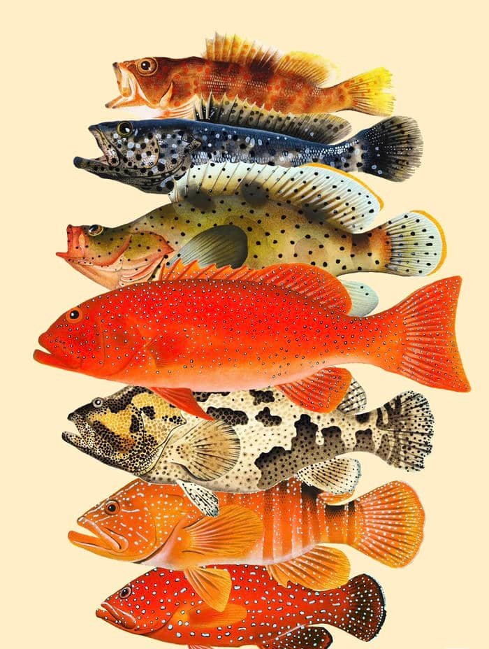 Hình ảnh tranh vẽ con cá tạo ấn tượng bằng nét vẽ liền mạch