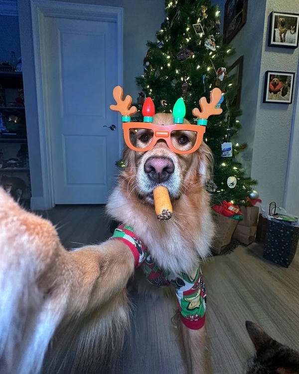 Khoảnh khắc chó bựa chế thành meme