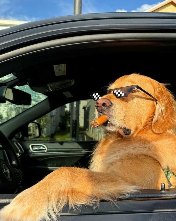 Khoảnh khắc chó bựa được làm meme