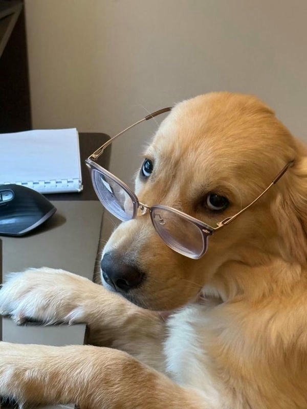 Meme chó bựa biểu cảm giận dỗi dễ thương