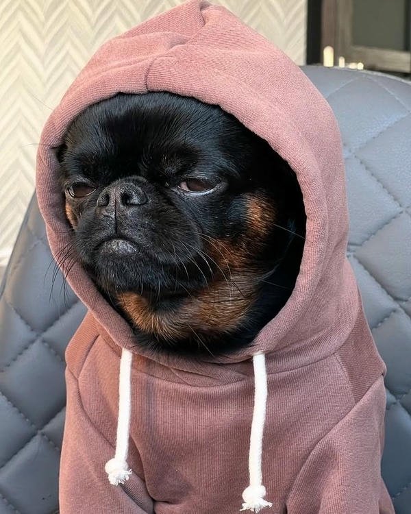 Meme chó bựa biểu cảm hài hước rất độc