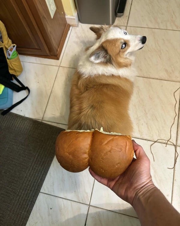 Meme chó bựa biểu cảm mệt mỏi hài hước