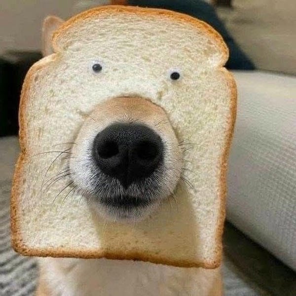 Meme chó bựa biểu cảm ngạc nhiên khó quên