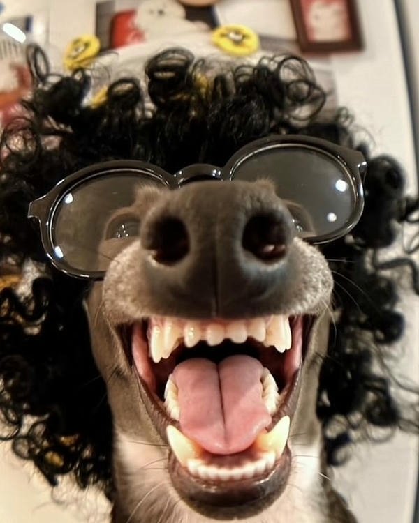 Meme chó bựa gương mặt ngộ nghĩnh buồn cười