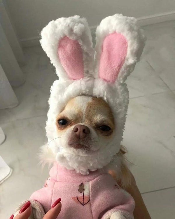 Meme chó bựa hình ảnh gây sốt mạng