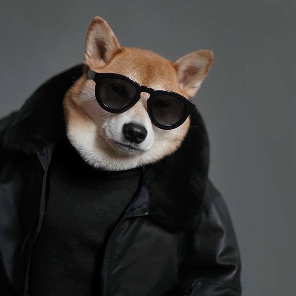 Meme chó bựa khoảnh khắc đời thường vui nhộn