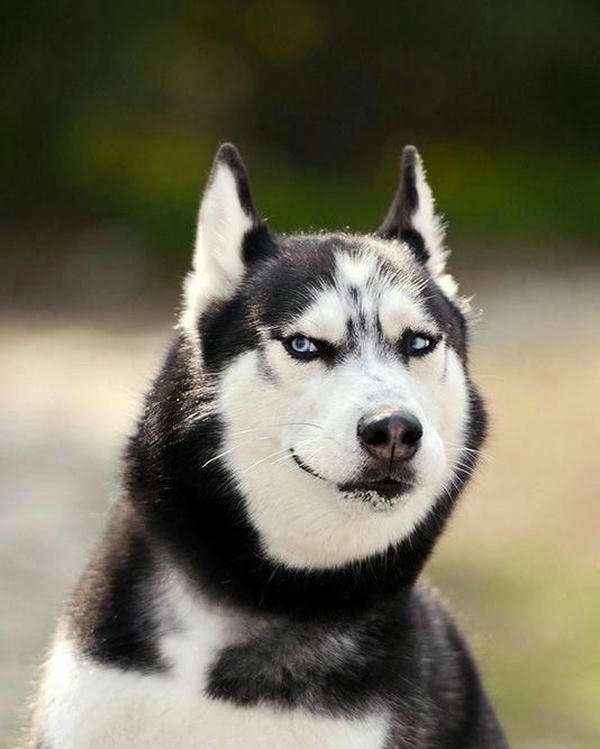 Meme chó bựa khoảnh khắc nhìn rất ngây ngô