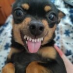 Meme chó bựa khoảnh khắc siêu bựa hài