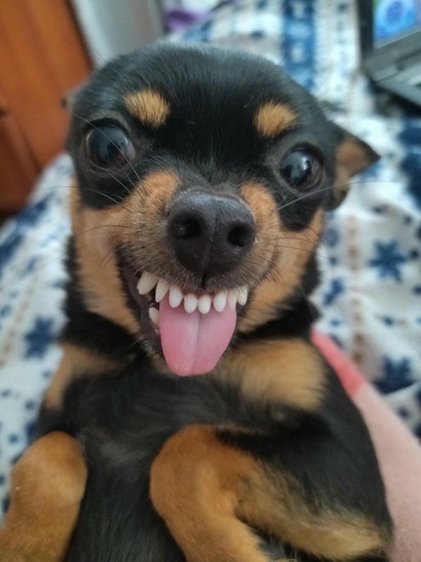 Meme chó bựa khoảnh khắc siêu bựa hài