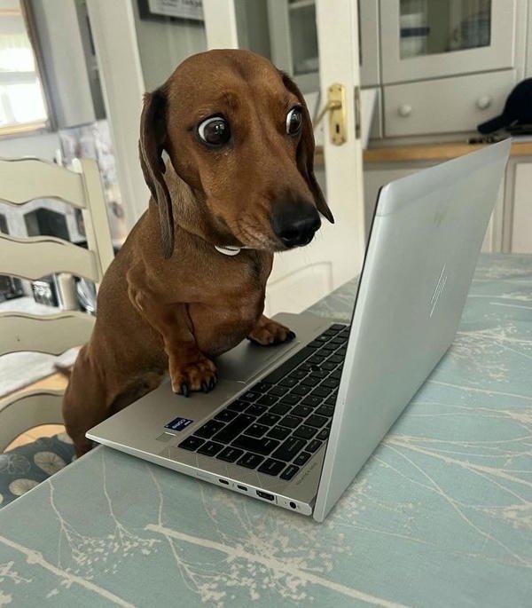 Meme chó bựa phản ứng đáng yêu ngộ nghĩnh