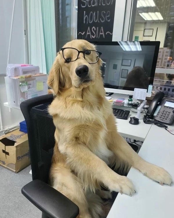 Meme chó bựa phản ứng siêu lầy lội