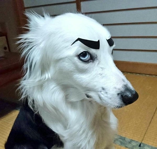 Meme chó bựa phong cách troll cực mạnh