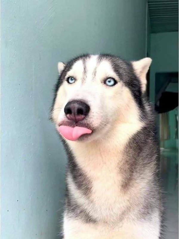 Meme chó bựa phong thái lầy lội bá đạo