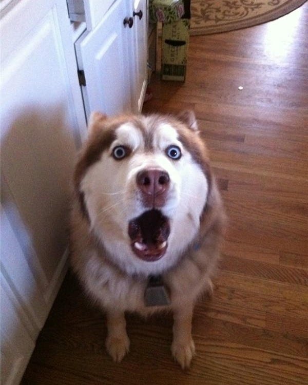 Meme chó bựa tư thế ngồi cực hài