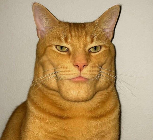 Meme hài bựa mang năng lượng giải trí cao