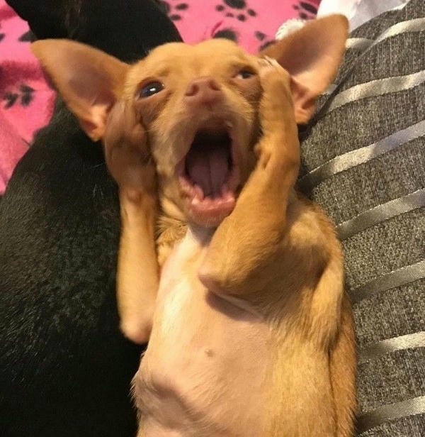 Meme hài hước về chủ đề chó