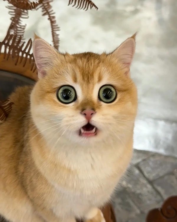 Meme sợ hãi khuôn mặt biến sắc cực nhanh luôn