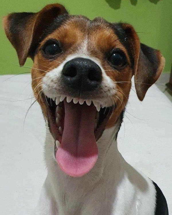 Meme từ hình ảnh chó bựa độc