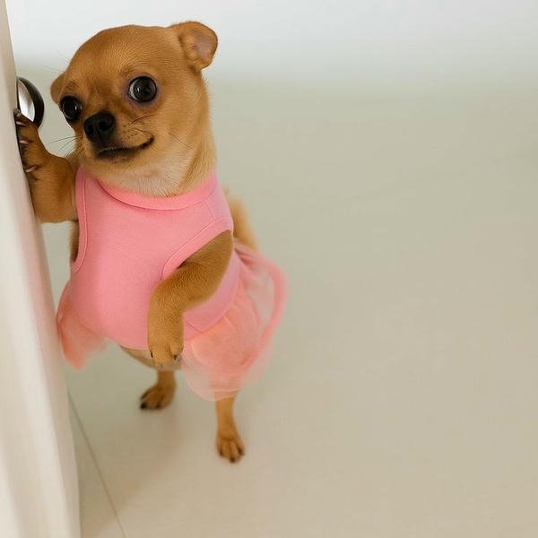 Phiên bản meme của chú chó bựa