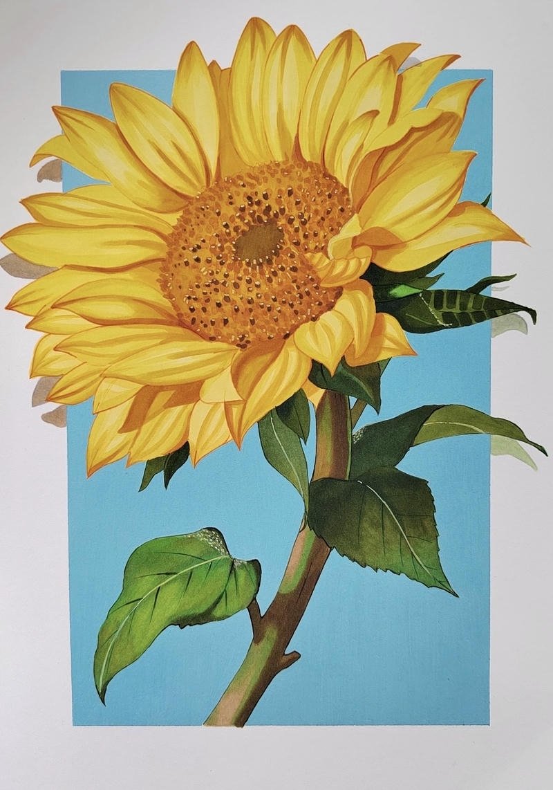 Hình vẽ hoa hướng dương cực đẹp và ấn tượng